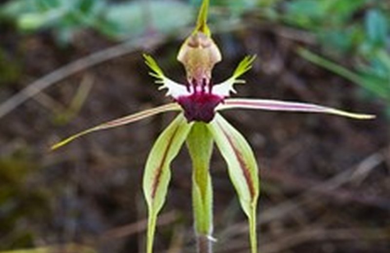 shady-grove-spider-orchid