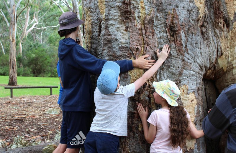 Children embracing a tree on a Kaurna cultural tour